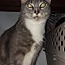 Morty, an adopted Domestic Short Hair & Birman Mix in Ocala, FL_image-3
