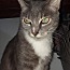 Morty, an adopted Domestic Short Hair & Birman Mix in Ocala, FL_image-5