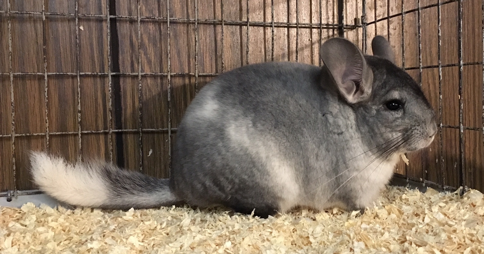 6 5 Month Old Silver Mosaic Female Chinchilla detail page