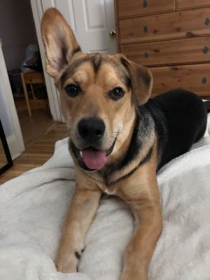. ADOPTION PENDING : Sam .