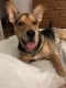 . ADOPTION PENDING : Sam .