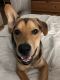 . ADOPTION PENDING : Sam .