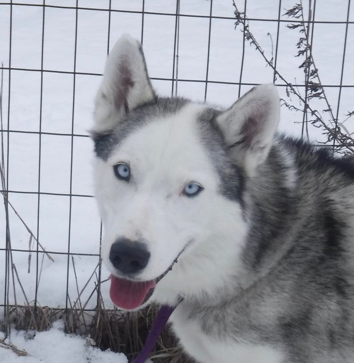 Dog For Adoption Ti Loup A Husky In Sainte Angele De