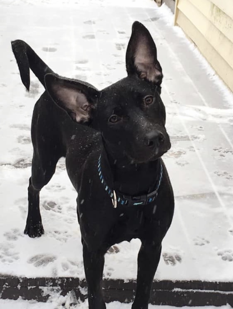 Nala, an adoptable Shepherd, Terrier in Hamburg, NJ, 07419 | Photo Image 2