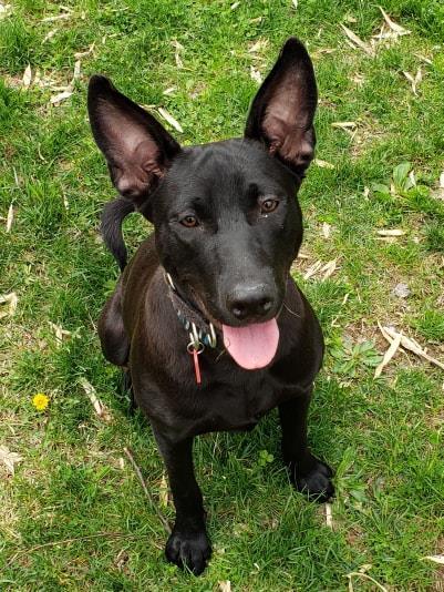 Nala, an adoptable Shepherd, Terrier in Hamburg, NJ, 07419 | Photo Image 1