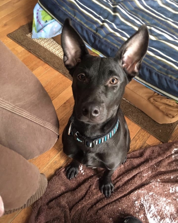 Nala, an adoptable Shepherd, Terrier in Hamburg, NJ, 07419 | Photo Image 5