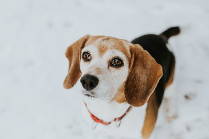 Bella the Beagle 3
