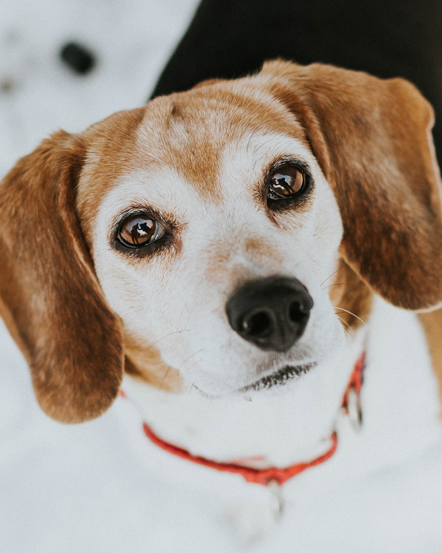 Bella the Beagle 1