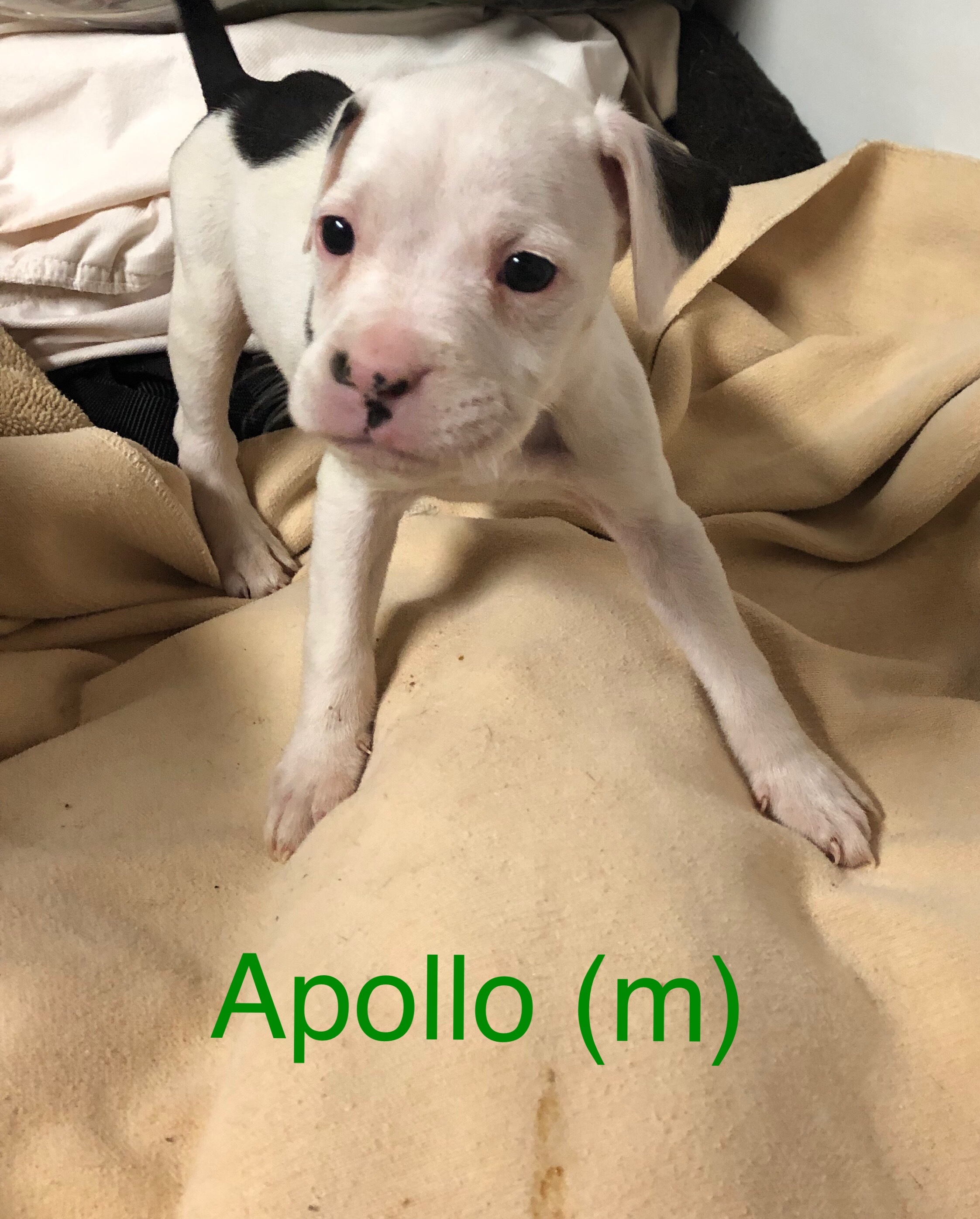 Apollo detail page