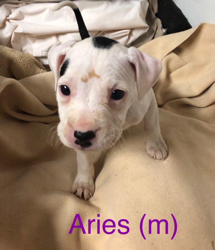 Aries 1