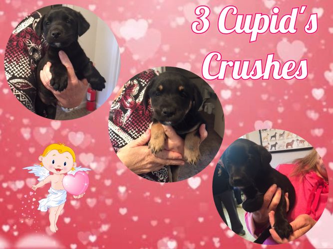 3 Cupid Crushes