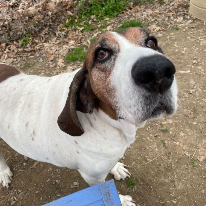 Goose - (Hound Experience Adopter Preferred)