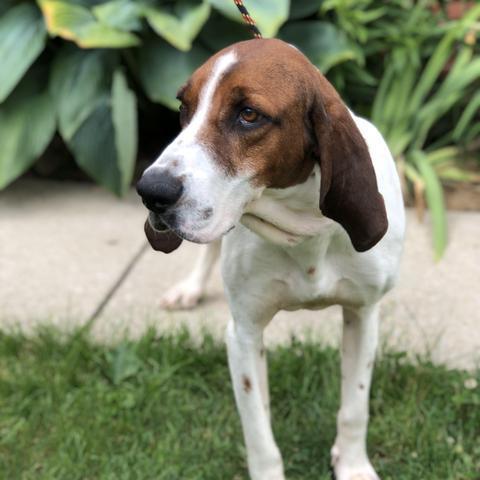 Goose - (Hound Experience Adopter Preferred) 2