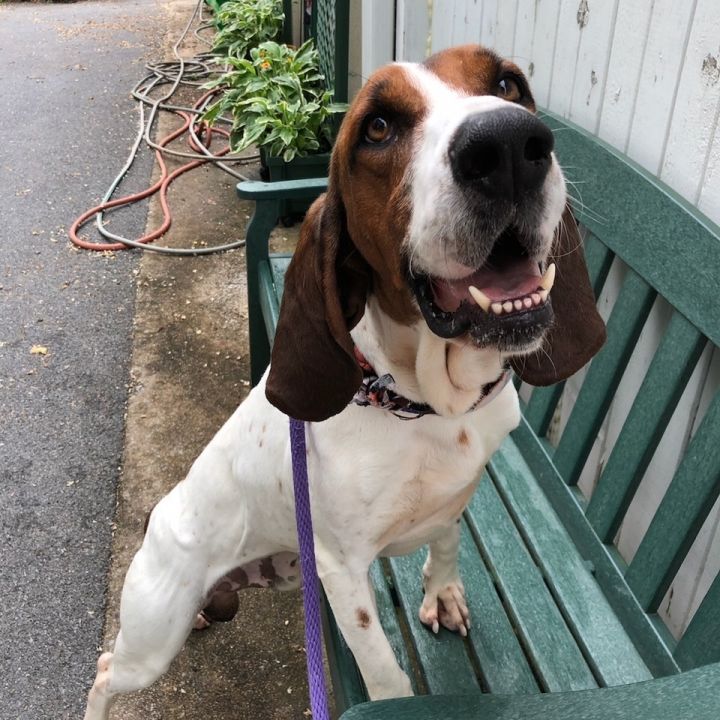 Goose - (Hound Experience Adopter Preferred) 3