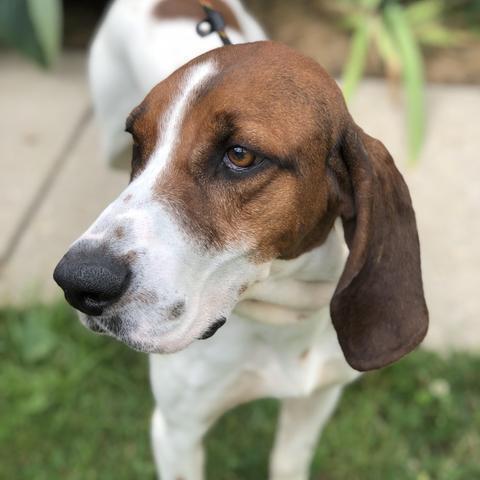 Goose - (Hound Experience Adopter Preferred) 4