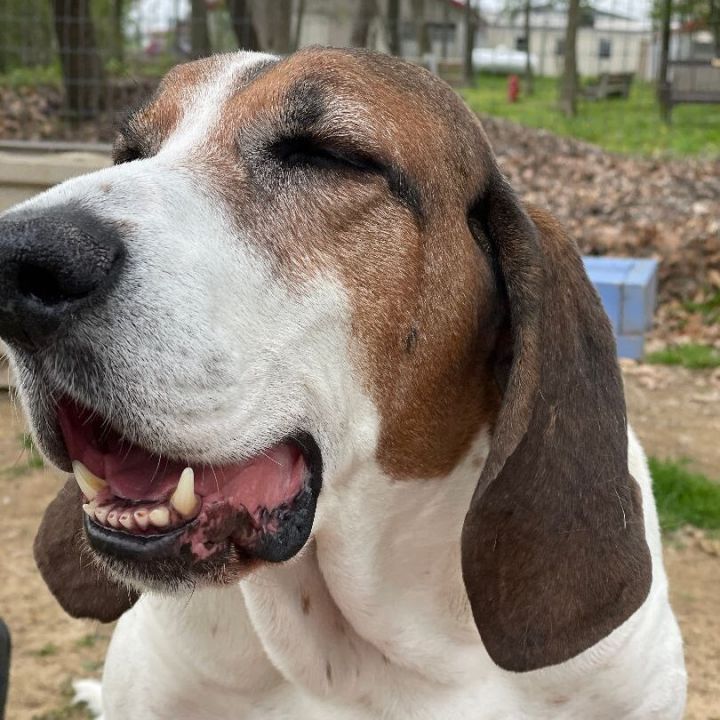 Goose - (Hound Experience Adopter Preferred) 5