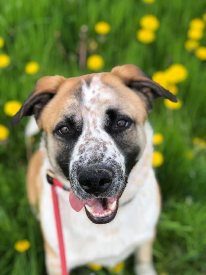 Ralf, an adoptable Australian Shepherd & German Shepherd Dog Mix in Lake Odessa, MI