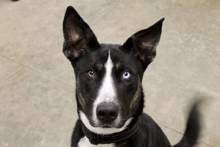 Hennessee, an adoptable Husky Mix in Lake Odessa, MI