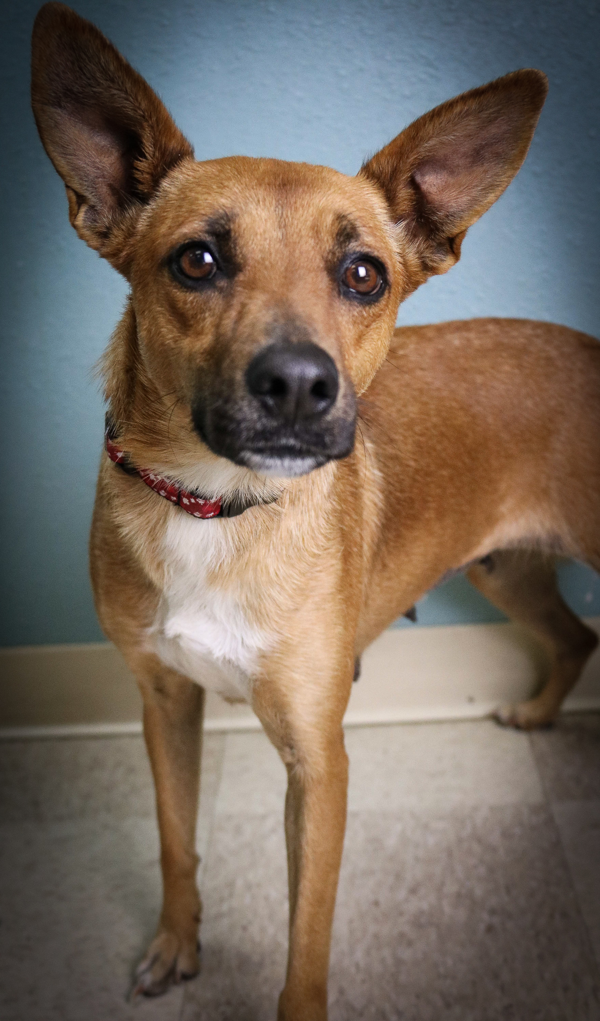 Perla, an adoptable Cattle Dog, Mixed Breed in Portland, OR, 97239 | Photo Image 2