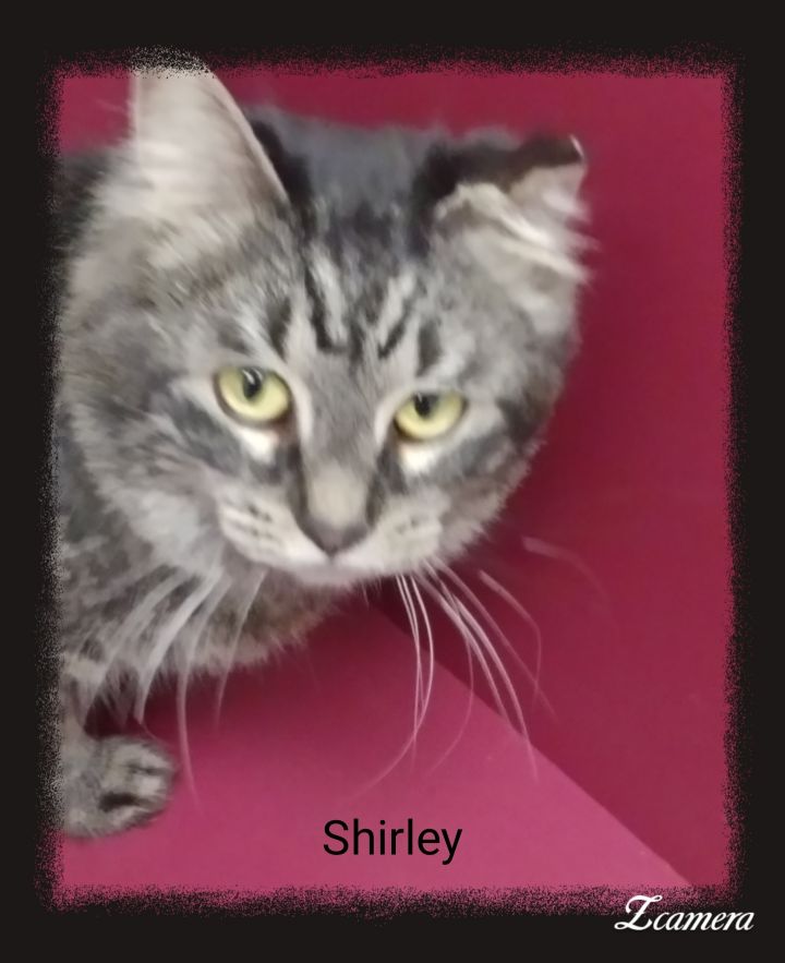 Shirley 2