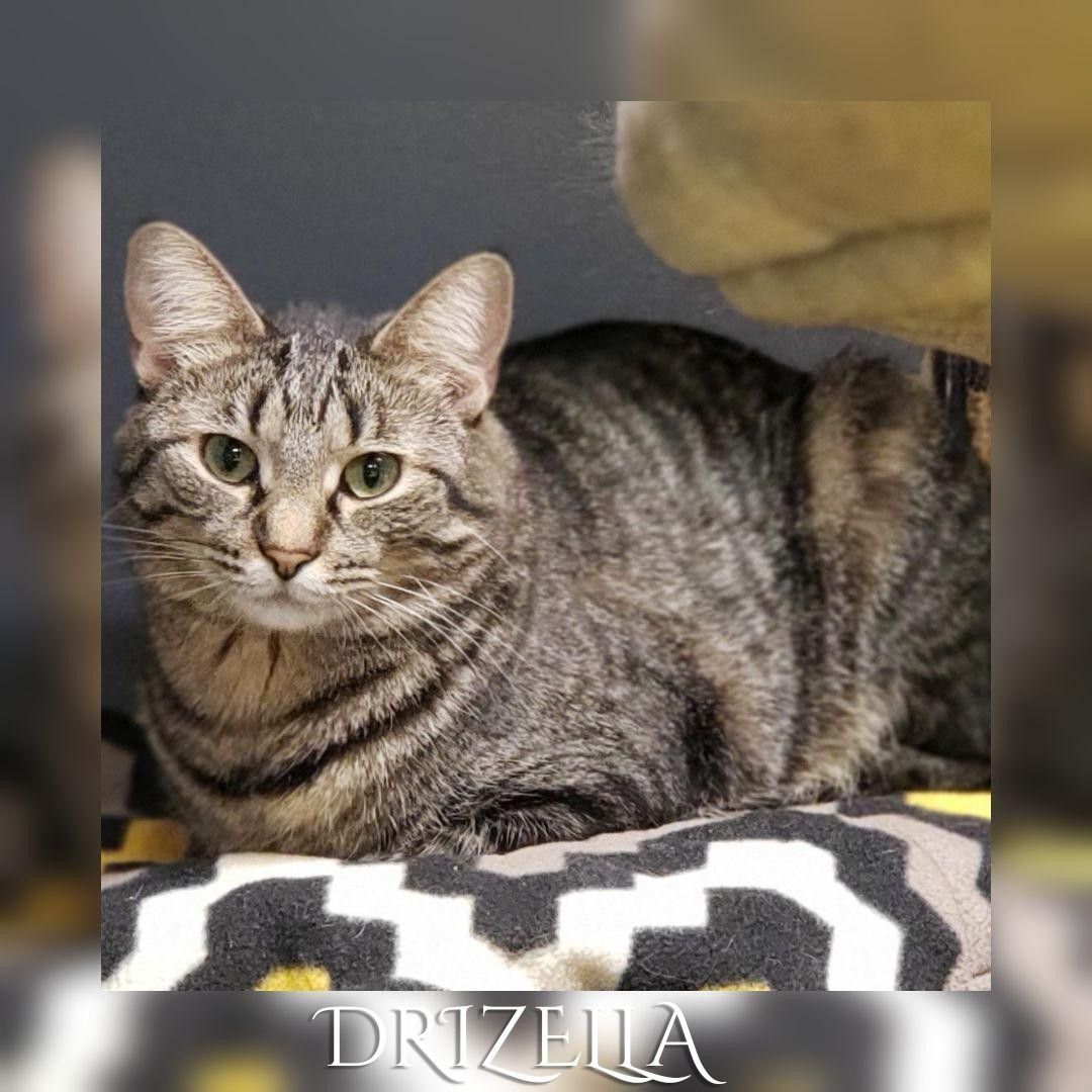 Drizella, an adoptable Domestic Short Hair in Whiting, IN, 46394 | Photo Image 2