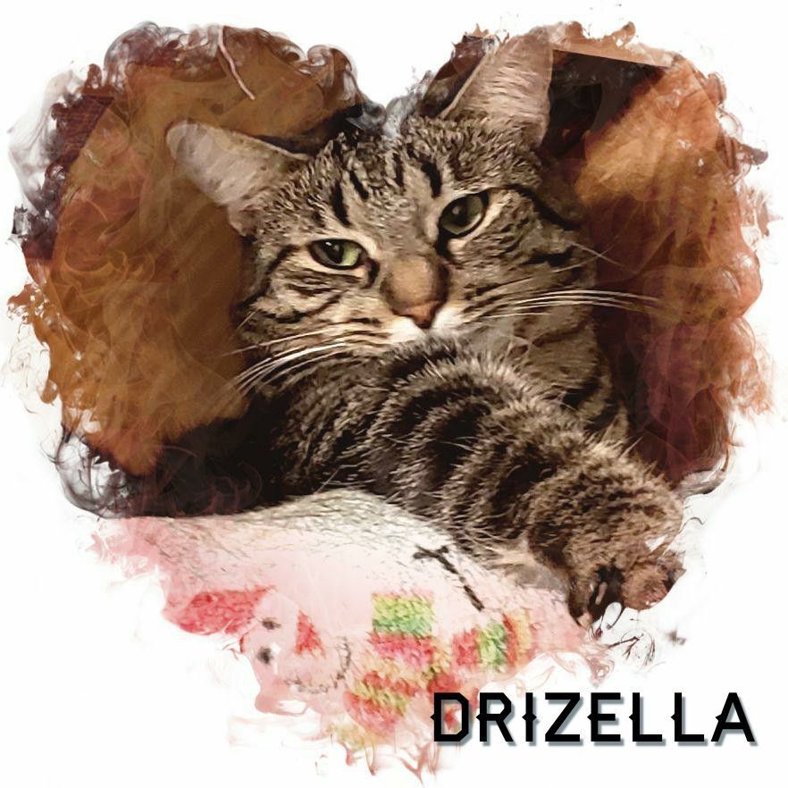 Drizella, an adoptable Domestic Short Hair in Whiting, IN, 46394 | Photo Image 4
