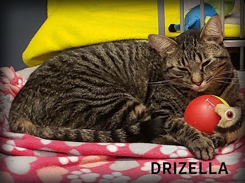 Drizella, an adoptable Domestic Short Hair in Whiting, IN, 46394 | Photo Image 1