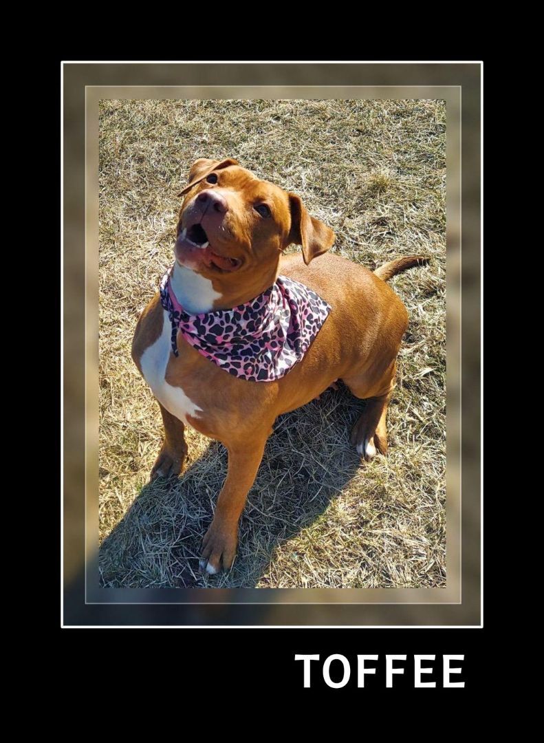 Toffee, an adoptable Pit Bull Terrier in Whiting, IN, 46394 | Photo Image 3