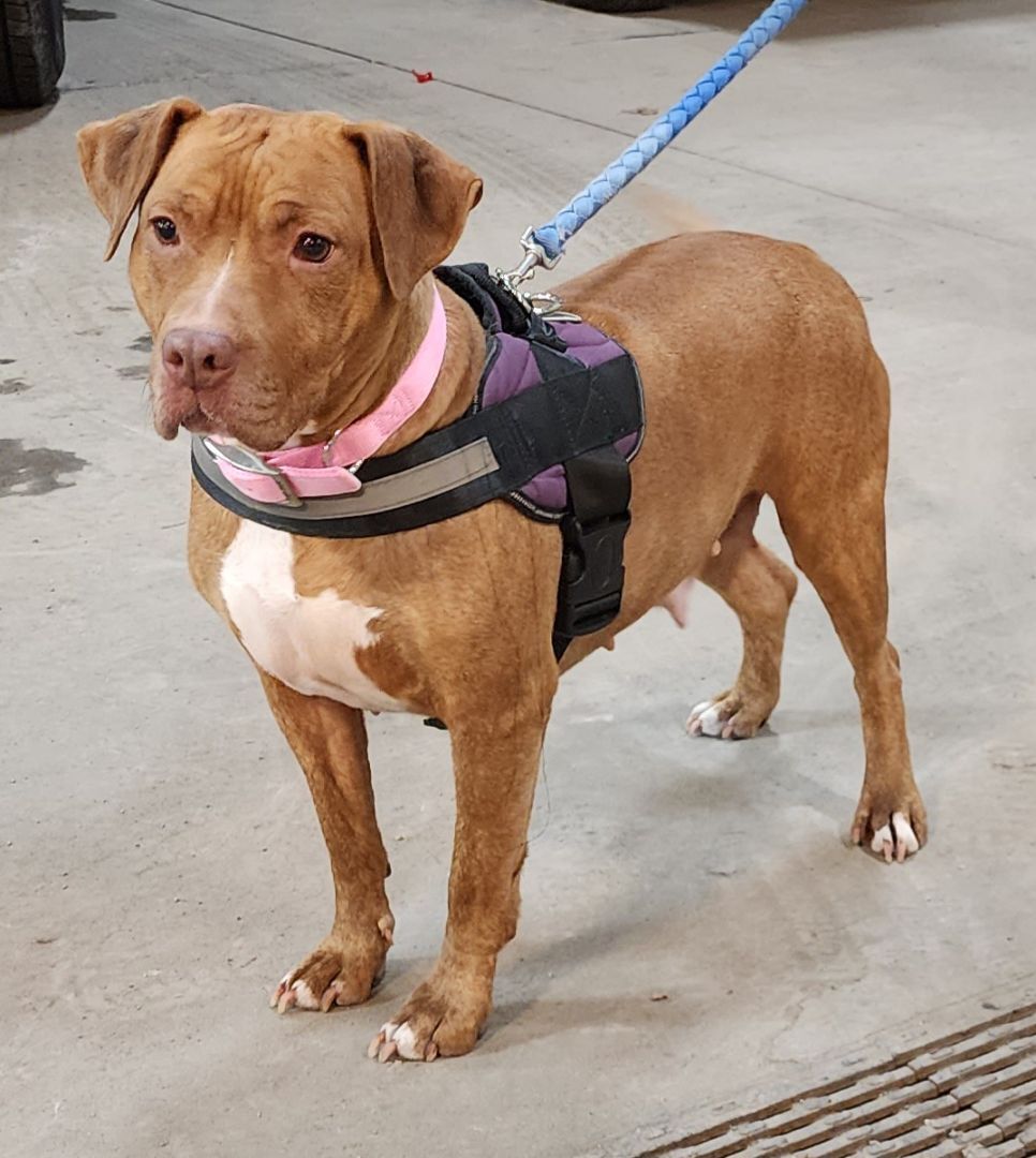 Toffee, an adoptable Pit Bull Terrier in Whiting, IN, 46394 | Photo Image 4