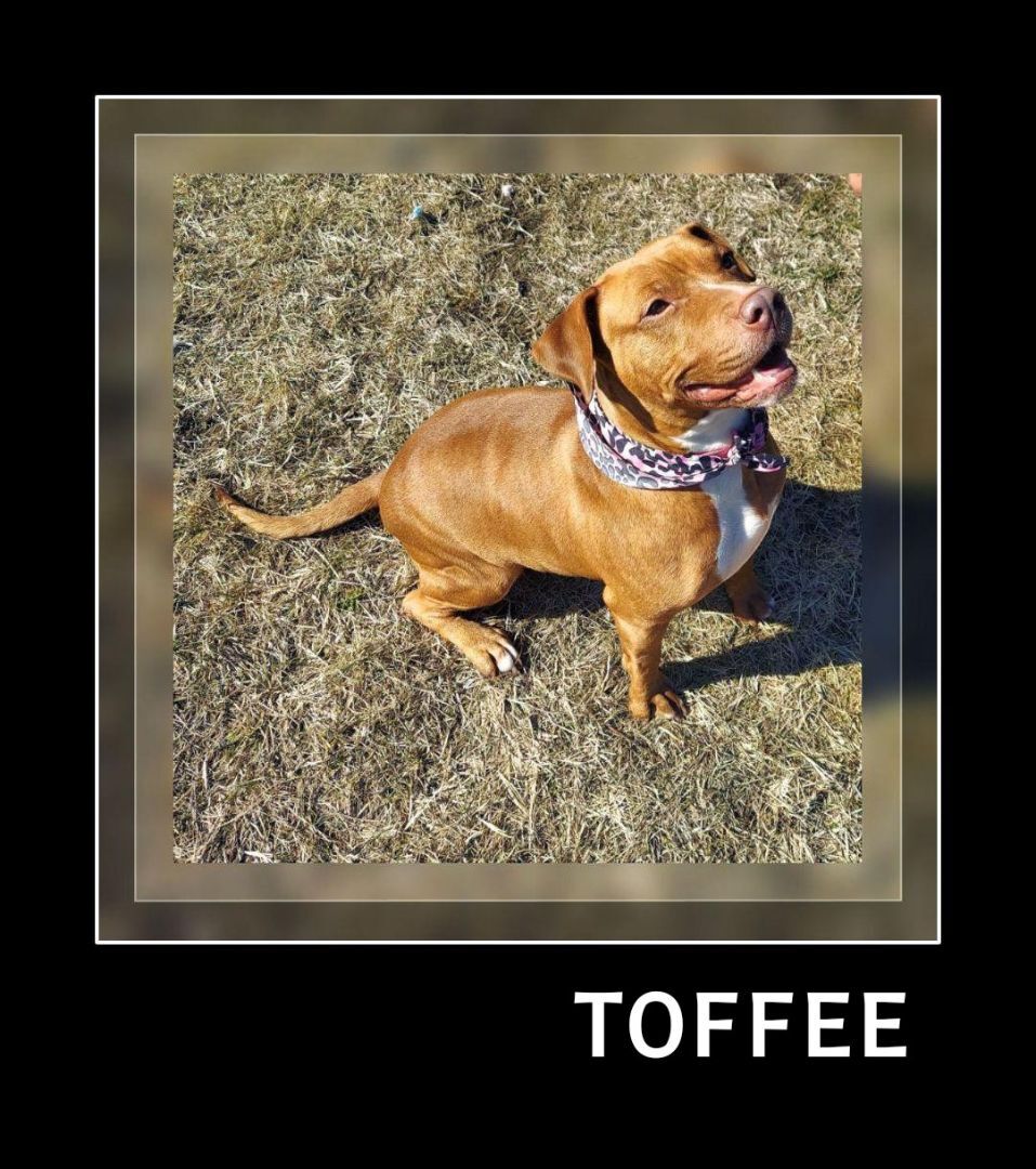 Toffee, an adoptable Pit Bull Terrier in Whiting, IN, 46394 | Photo Image 5