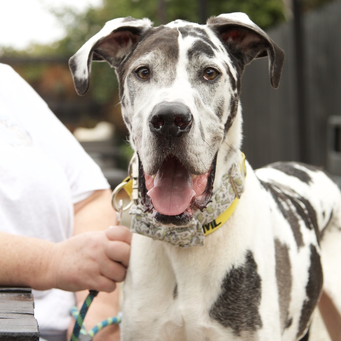 Apollo , an adoptable Great Dane in Pensacola, FL, 32505 | Photo Image 2
