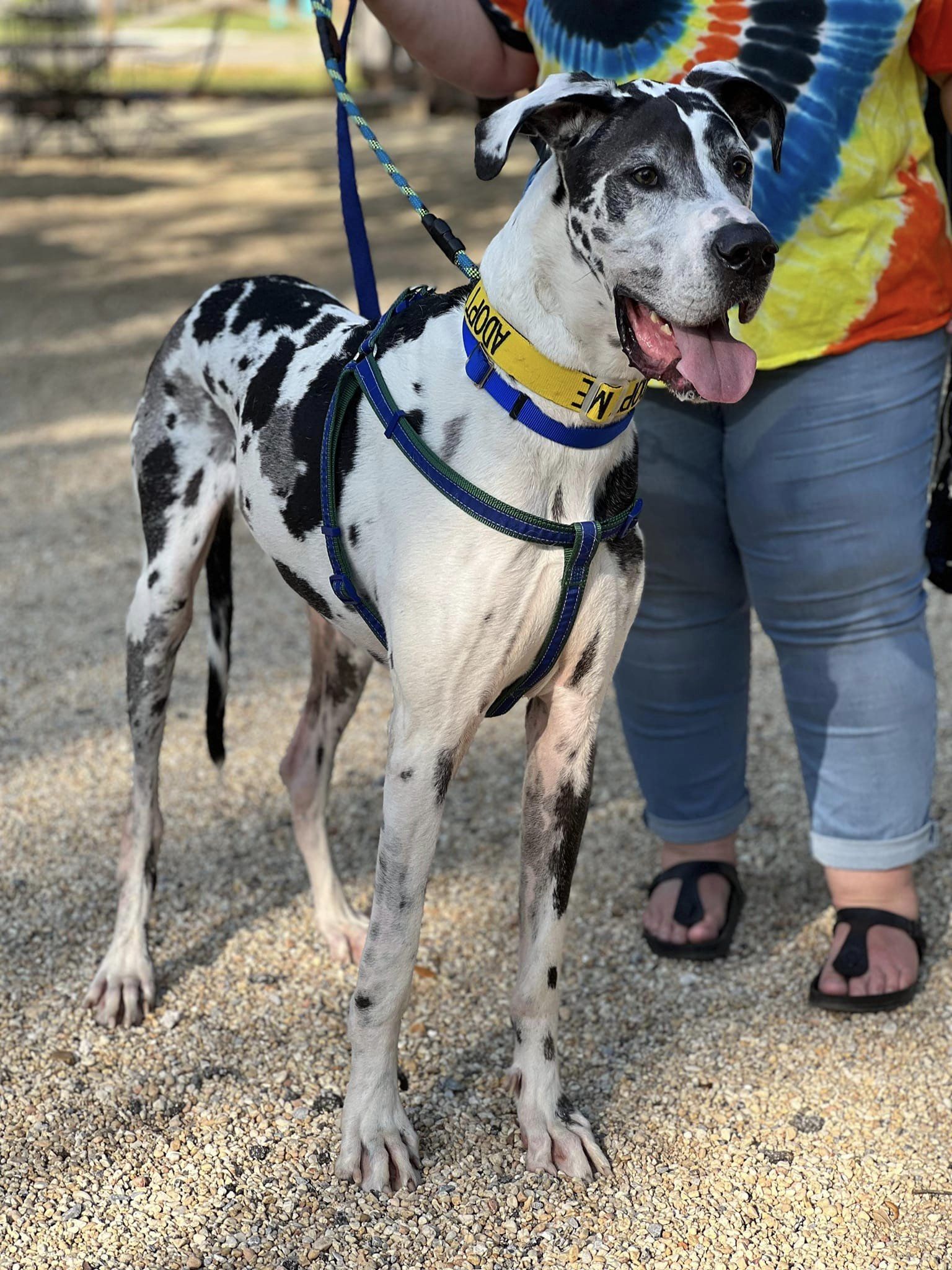 Apollo , an adoptable Great Dane in Pensacola, FL, 32505 | Photo Image 3
