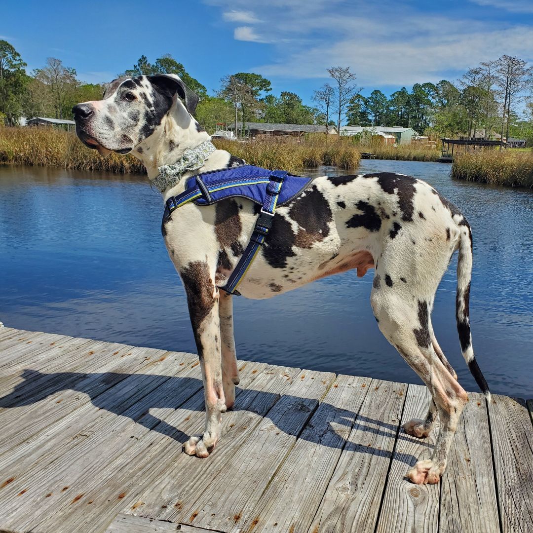Apollo , an adoptable Great Dane in Pensacola, FL, 32505 | Photo Image 5