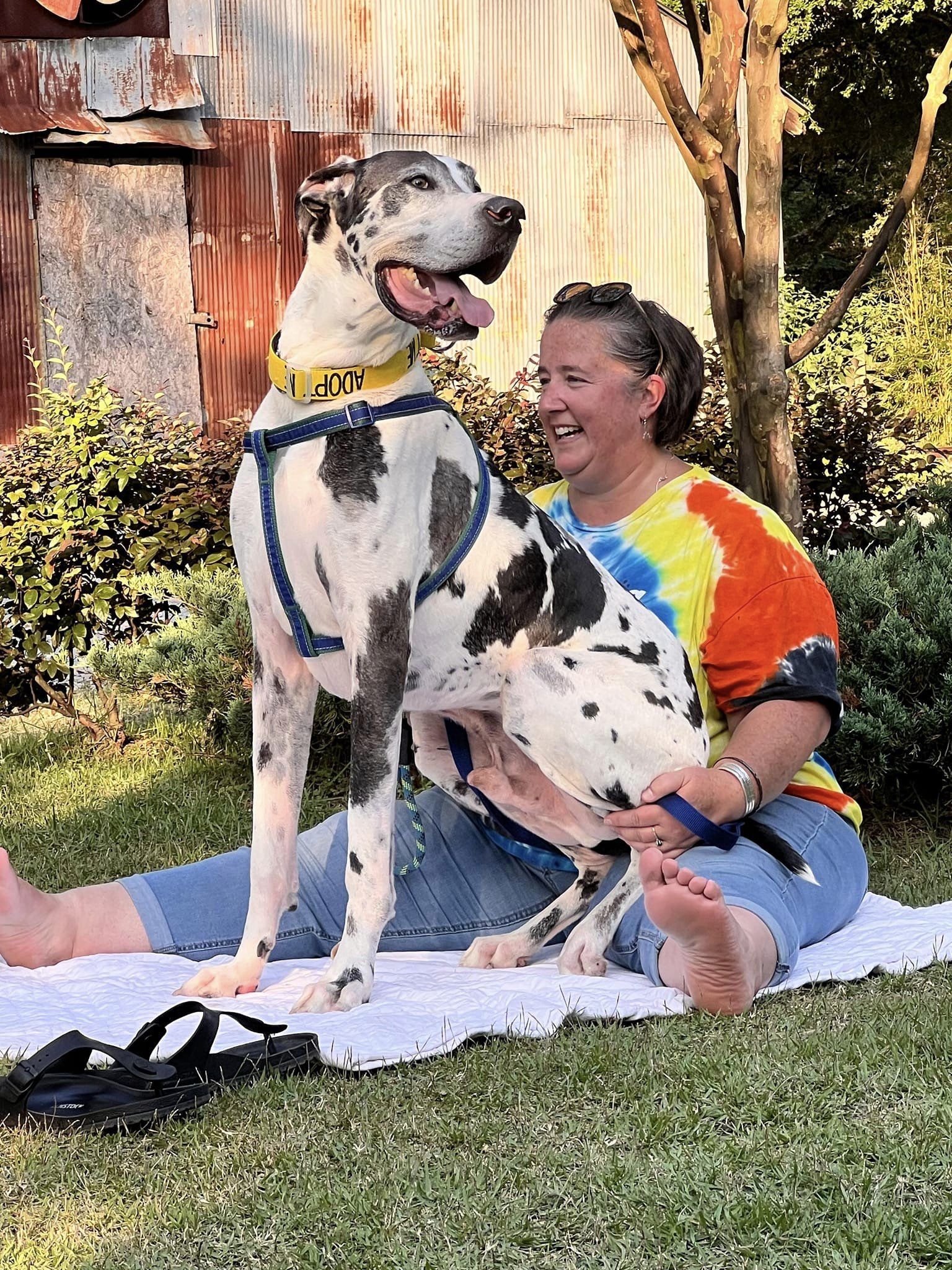 Apollo , an adoptable Great Dane in Pensacola, FL, 32505 | Photo Image 6