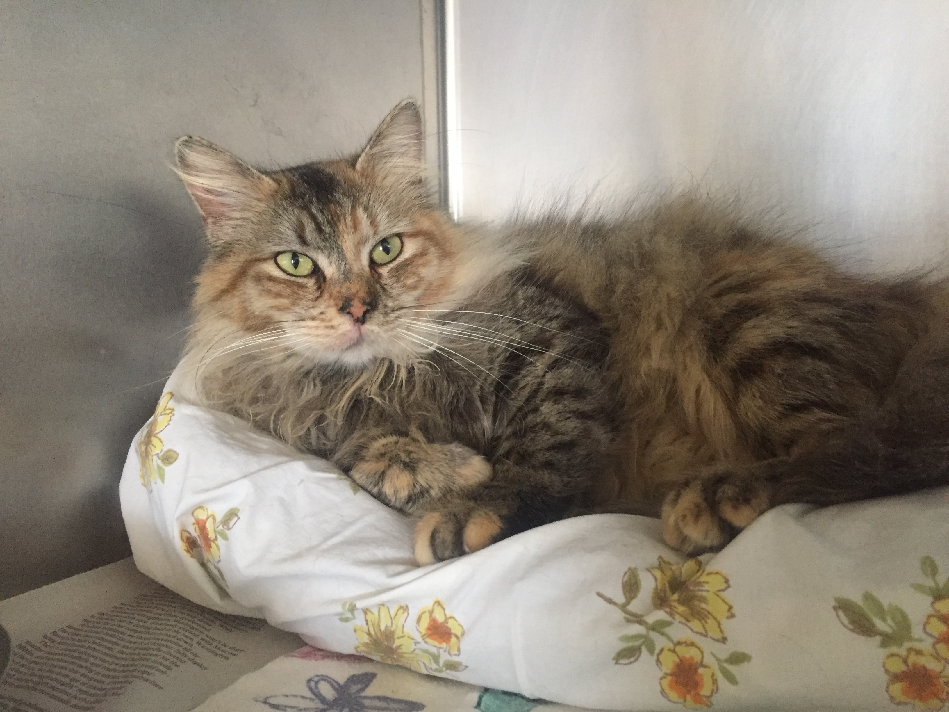 Lena, an adoptable Domestic Long Hair in Honesdale, PA, 18431 | Photo Image 1