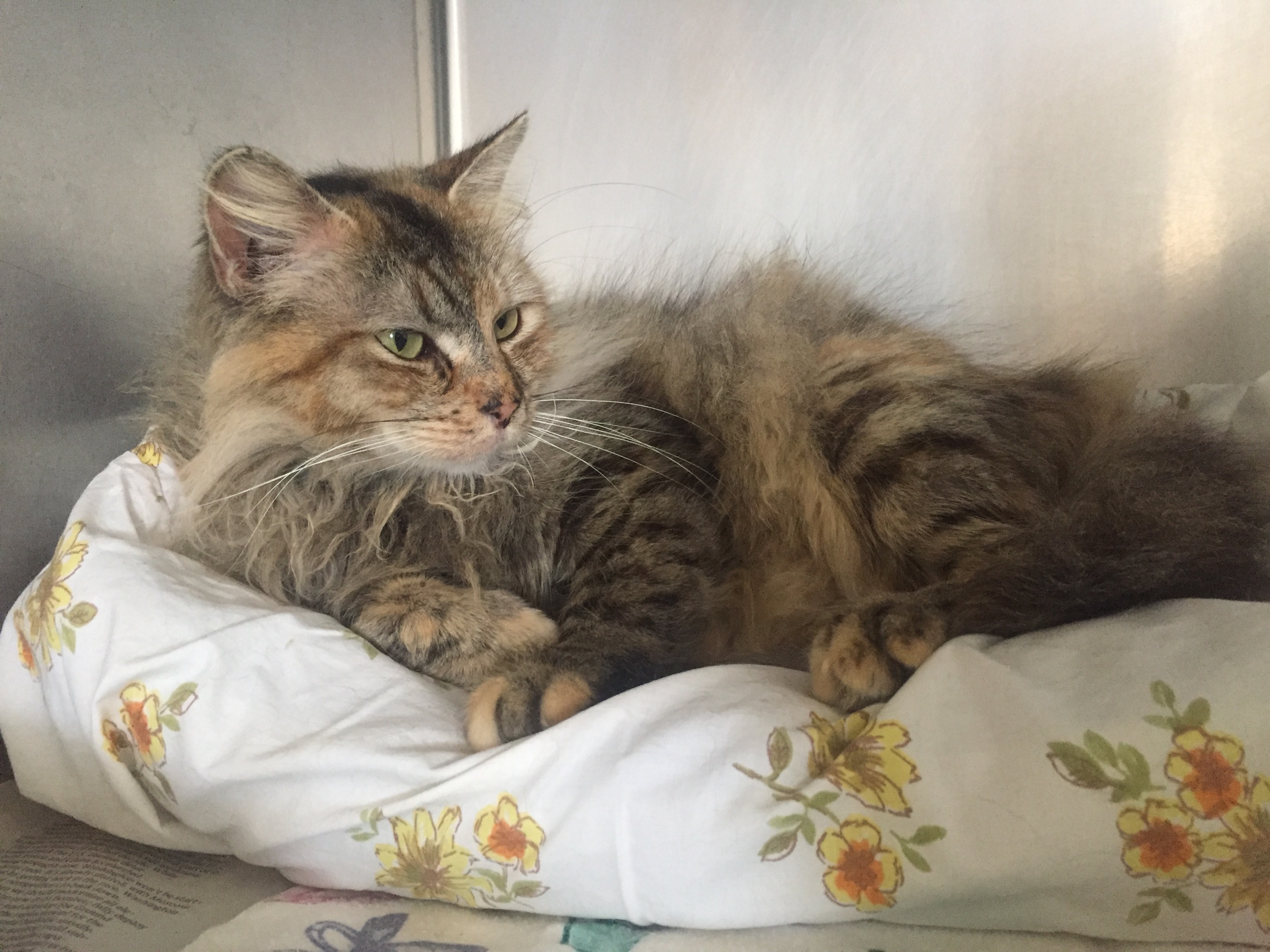 Lena, an adoptable Domestic Long Hair in Honesdale, PA, 18431 | Photo Image 2