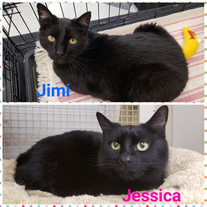 Jimi and Jessica - brother and sister who need hoomans to love!