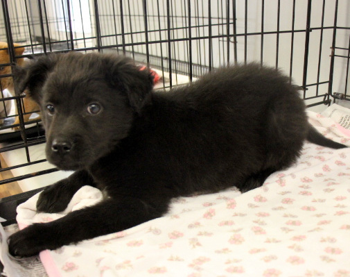 Little Lillian, an adopted Labrador Retriever in Reston, VA_image-2