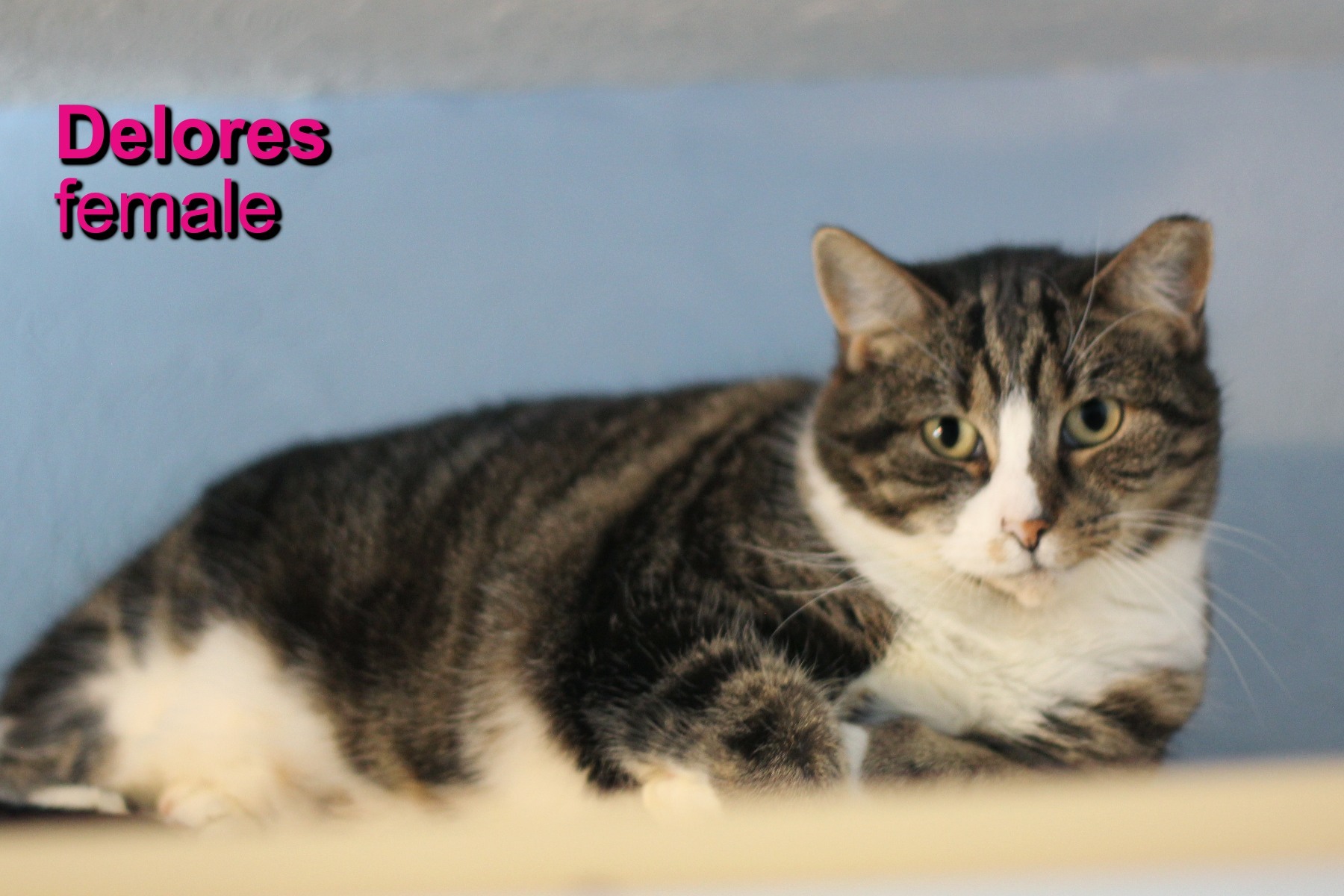 Delores, an adoptable American Shorthair, Tabby in Shippenville, PA, 16254 | Photo Image 3