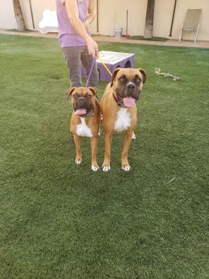 Hercules and Roxy Boxer Dog