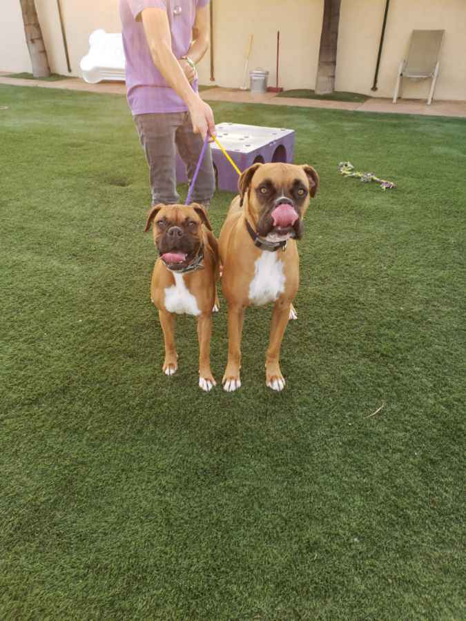 Hercules and Roxy, an adoptable Boxer in Brea, CA, 92822 | Photo Image 2