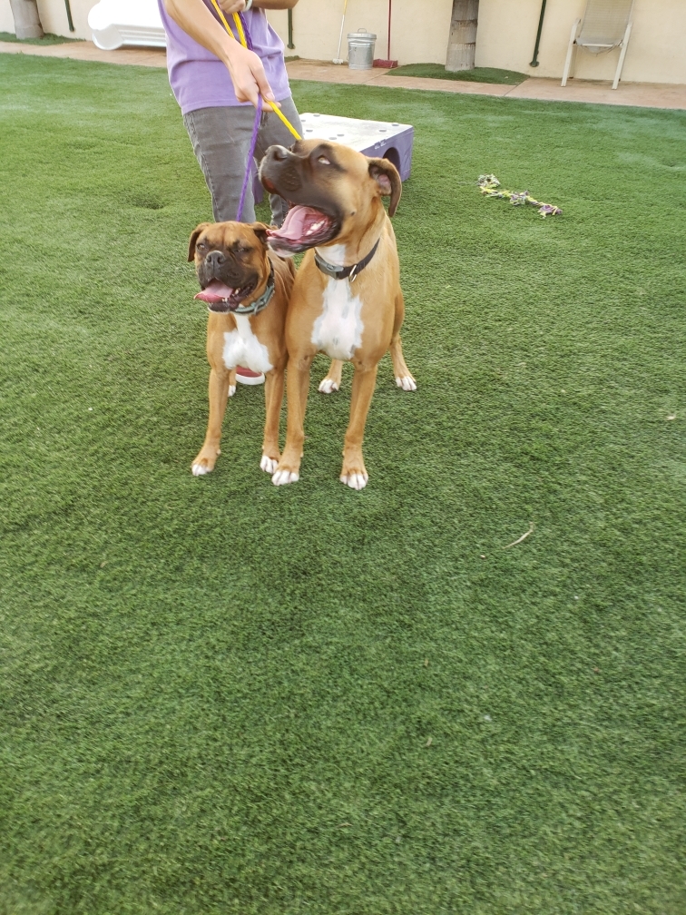 Hercules and Roxy, an adoptable Boxer in Brea, CA, 92822 | Photo Image 3