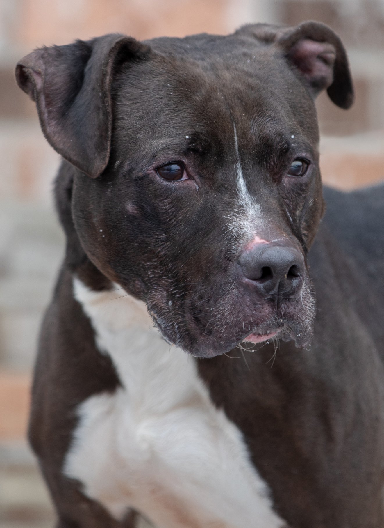 Oreo, an adoptable Pit Bull Terrier in Olean, NY, 14760 | Photo Image 1