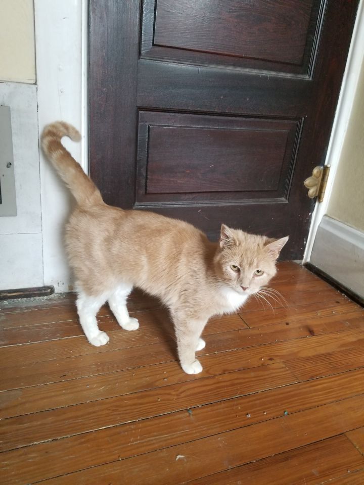 Cat For Adoption Joy Super Sweet A Domestic Short Hair