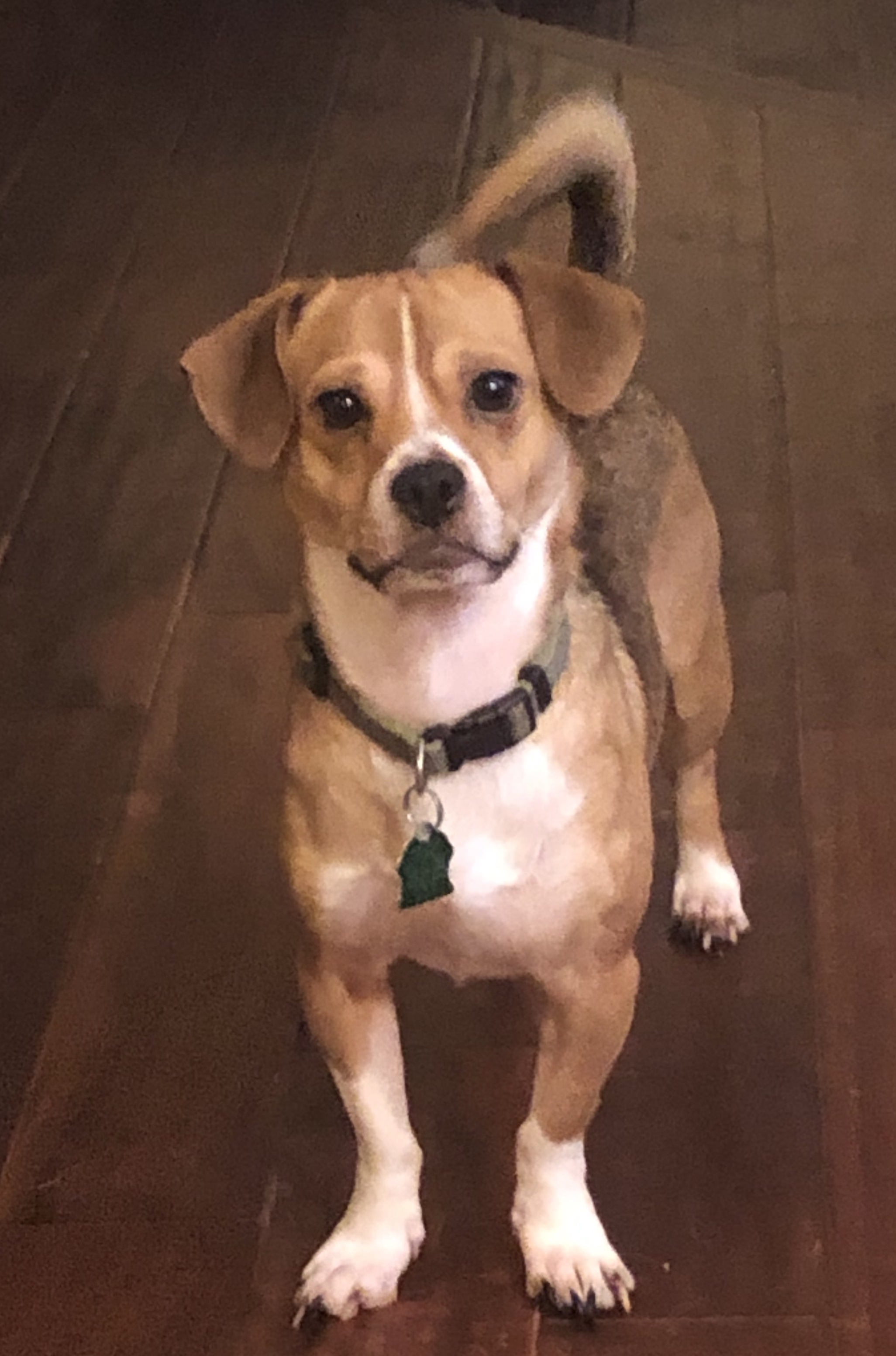 Kenny, an adoptable Beagle in Eagan, MN, 55123 | Photo Image 1