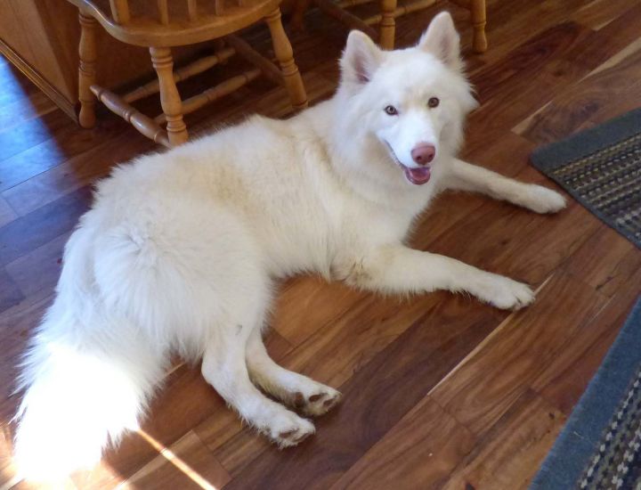 thank you letters 8 Siberian for in a Husky & Dog Mix Samoyed  Max, adoption