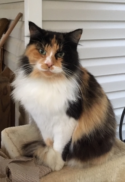 Cat For Adoption Calla Fiv Positive A Calico Domestic
