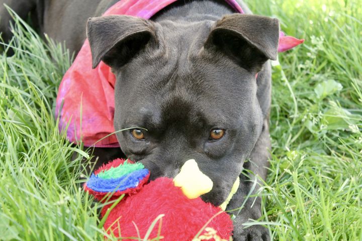 Gerry, an adoptable Terrier Mix in Lake Odessa, MI