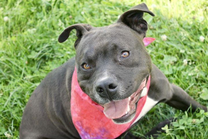 Gerry, an adoptable Terrier Mix in Lake Odessa, MI