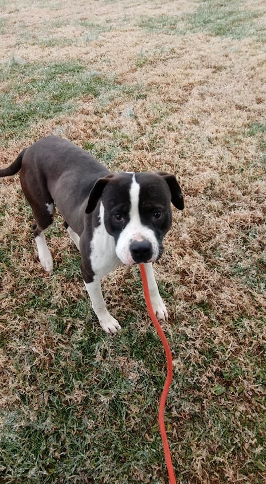 Dog For Adoption Kansas A Saint Bernard Staffordshire